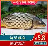活鯉魚.jpg 活鯉魚.jpg